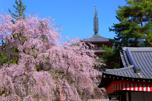 醍醐寺